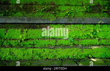 Beautiful green moss on the tree bottom, moss closeup, macro. Beautiful background of moss for wallpaper. Stock Photo