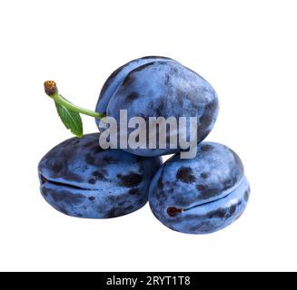 Three dark blue plums  isolated on white background Stock Photo