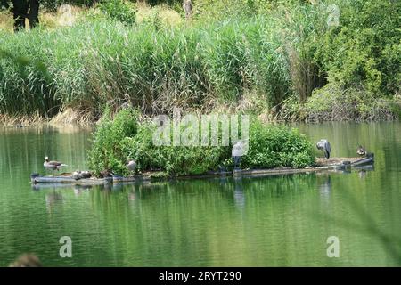Ardea cinerea, grey heron and Anser anser, greylag goose Stock Photo