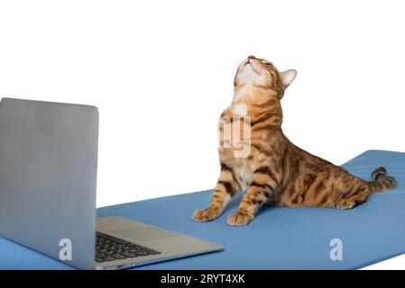 Domestic cat is doing yoga on the mat. Stock Photo