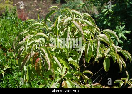 Oxydendrum arboreum, Sourwood Stock Photo