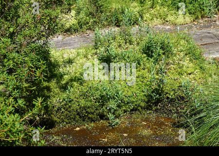 Sphagnum palustre, Peat moss Stock Photo