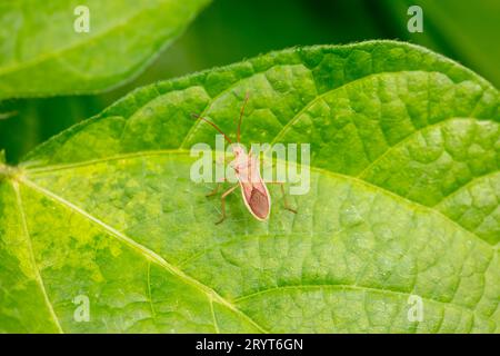 coreid bug on wild plant leaves Stock Photo