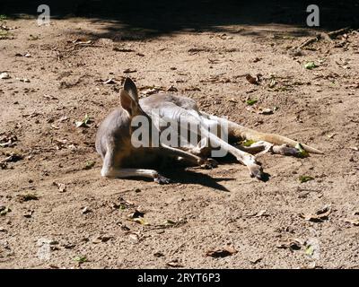 A kangaroo lying on the ground, looking aside Stock Photo