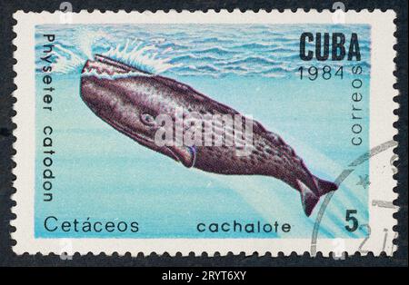 The sperm whale or cachalot (Physeter macrocephalus or catodon). Cetaceans series. Postage stamp issued in Cuba in 1984. Stock Photo