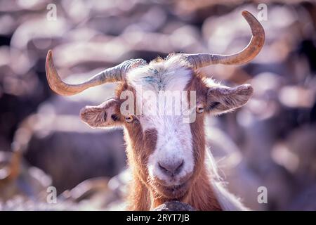 Changthangi or Ladakh Pashmina goat, Ladakh, India Stock Photo