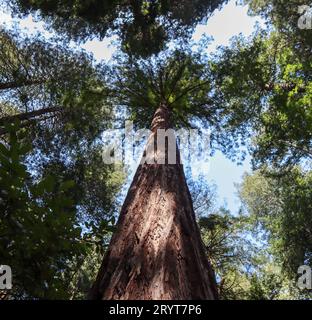 Coastal Redwood tree in Muir Woods California Stock Photo