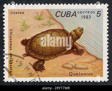 The Cuban slider (Trachemys decussata, also Chrysemys decussata). "Quelonios" – Turtles. Postage stamp issued in Cuba in 1983. Stock Photo