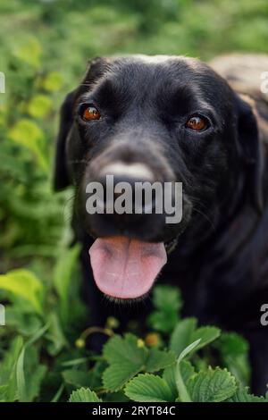 Close up of a beautiful black labrador retriever in nature. Stock Photo