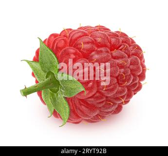One raspberry isolated on white background, full depth of field Stock Photo