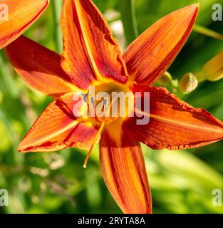 Hemerocallis fulva or the orange day-lily. Corn lily flowering in the garden. Close up. Detail. Stock Photo