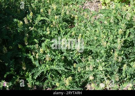 tragacanth, gum tragacanth milkvetch / Astragalus gummifer / Astragalus  gummifer / botany book, 1900 Stock Photo - Alamy