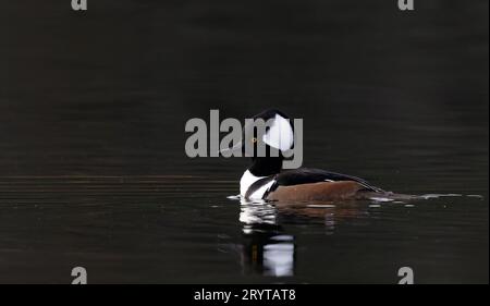 Hooded merganser swimming in calm water Stock Photo