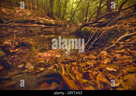 A tranquil scene of a small stream running through a woodland area surrounded by trees and foliage Stock Photo