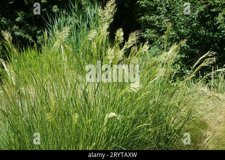 Achnatherum calamagrostis, Syn Stipa calamagrostis, silver spike grass Stock Photo