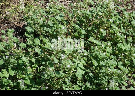 Malva neglecta, Common Mallow Stock Photo