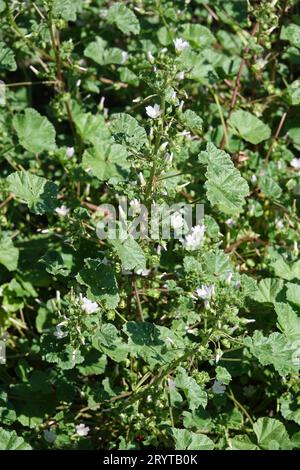 Malva neglecta, Common Mallow Stock Photo