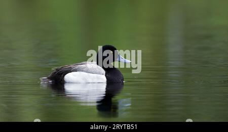Greater scaup swimming in blue water Stock Photo