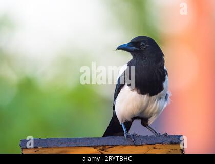 Magpie on the roof of a feeder Stock Photo