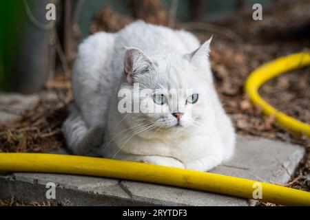 An adult cat of breed Scottish chinchilla of light gray color walks outdoors Stock Photo