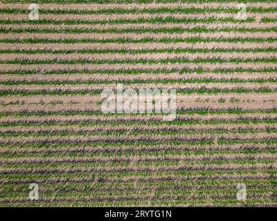 Aerial drone top view of cultivated green corn field, abstract texture of agricultural plantation from above Stock Photo