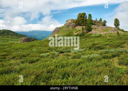 Stones and thickets of dwarf birch Betula exilis on Altai highlands. Stock Photo