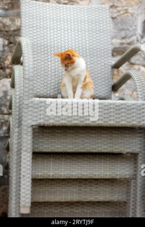 Small ginger red stray cat sitting on the stack of chairs in Kotor, Montenegro old town - city of cats Stock Photo