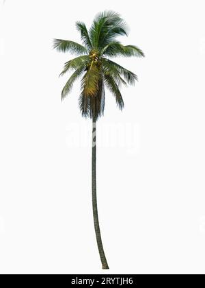 One coconut tree isolated on white background. Stock Photo