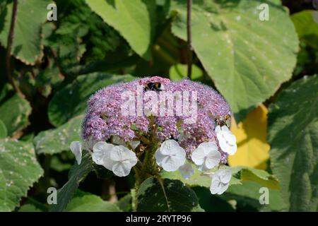 Lacecap flowers ---Hydrangea aspera ssp.sargentiana--in Rhineland,Germany Stock Photo