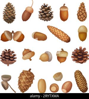 Brown acorns. Cartoon illustrations of fir cones recent vector cartoon template Stock Vector