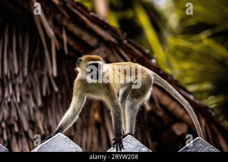 Gang of monkeys in Kenya, Africa. Hotel, a safari lodge. Baby monkeys in the rain, macaque monkeys Stock Photo