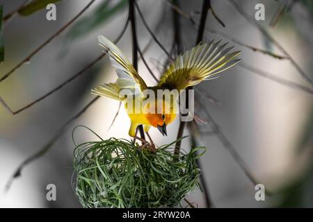 Weaver bird ( Ploceidae ) in Africa, also called widah finch at nest. Stock Photo