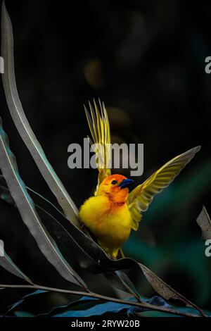 Weaver bird ( Ploceidae ) in Africa, also called widah finch at nest. Stock Photo