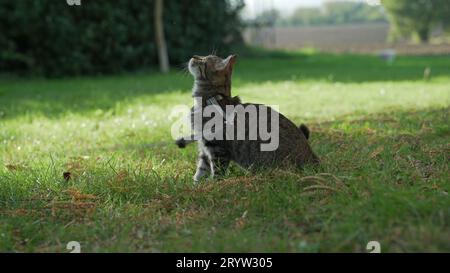 This gray and white cat is taking a moment to relax in the grass and the tree Stock Photo