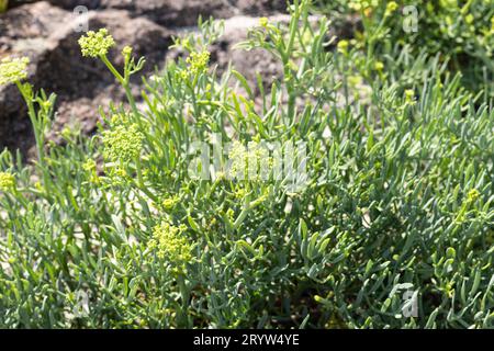 Sea fennel growing on a wild beach Stock Photo