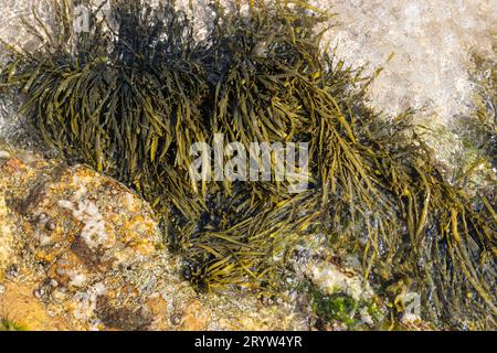 Bladderwrack seaweed on sea rock Stock Photo