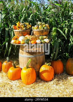 Pumpkins on Display at Pumpkin Patch Stock Photo