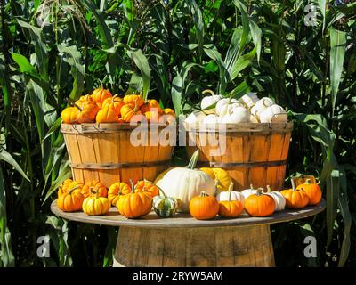 Pumpkins on Display at Pumpkin Patch Stock Photo