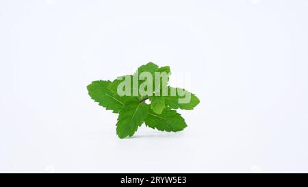 Fresh Mint leaves or Pudina leaf. Mint helps to Boosts your immune system, allergies and asthma, acne-free skin, stomach woes Stock Photo