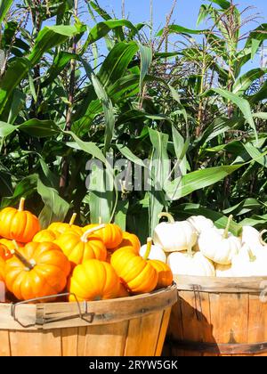 Pumpkins on Display at Pumpkin Patch Stock Photo