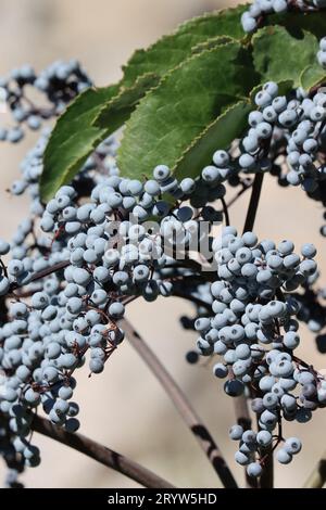 Mexican Elderberry, Sambucus Mexicana, a native shrub displaying mature spheric glabrous drupe fruit during Summer in the Eastern Sierra Nevada. Stock Photo