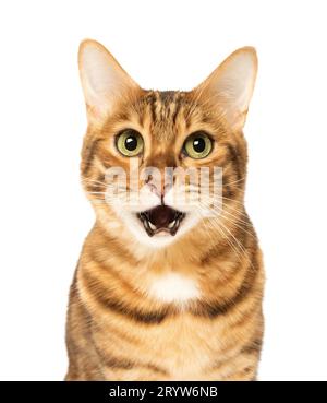 Portrait of a surprised Bengal cat on a transparent background. Stock Photo