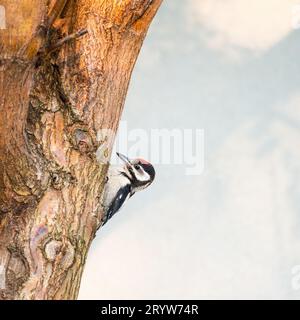 Woodpecker on garden items Stock Photo