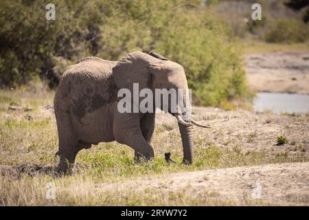 Elephant Safari at the Watering Hole in Kenya, Africa Stock Photo