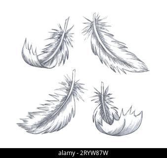 Watercolor feather set. Hand drawn white feathers isolated on white background. Stock Photo