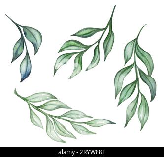 Set of willow branches isolated on white background. Green twigs. Watercolor hand drawn illustration on white background. Stock Photo