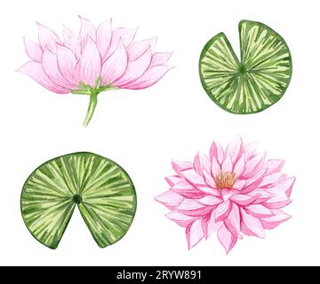 Watercolor water lily set. Pink Lilies illustration. Hand drawn lake flowers. Stock Photo