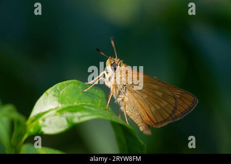 Italy, Lombardy, Large Skipper Butterfly, Ochlodes Sylvanus Stock Photo