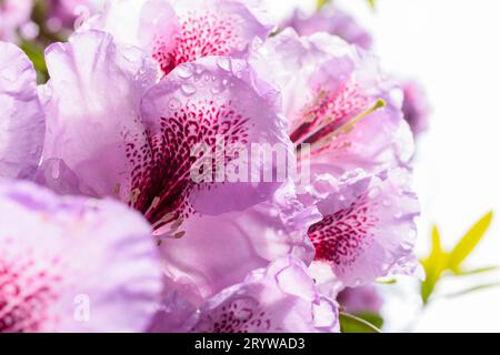 Closeup of frilly, pale purple rhododendron flowers covered in drops of water after a summer rain shower in Vancouver, Canada. Stock Photo