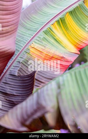 Abstract closeup of brightly coloured banana plant leaves - green, yellow, orange, red and purple - in a botanical garden in fall, Vancouver, Canada. Stock Photo